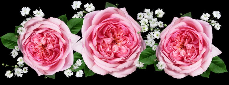 Pink Roses White Blossoms Black Background