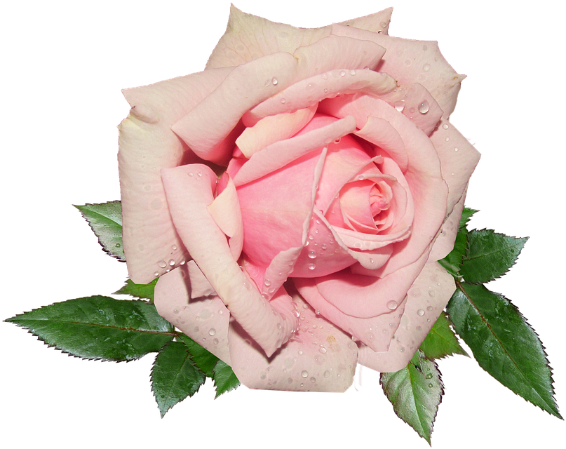 Pink Rosewith Dew Drops.png