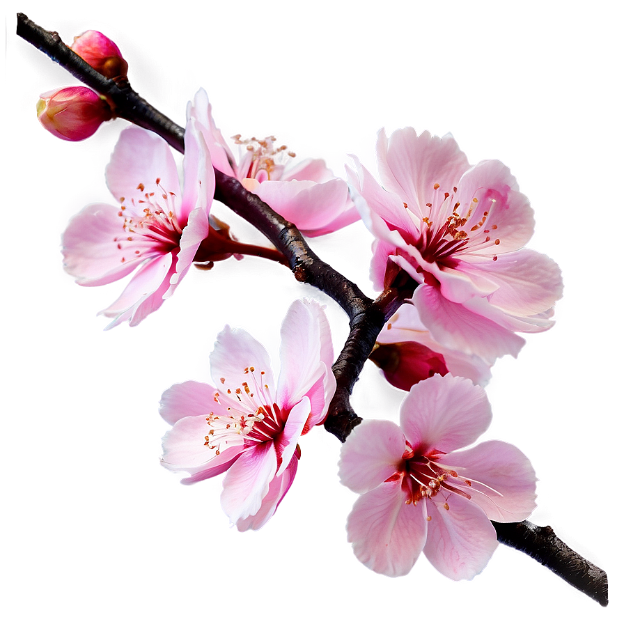 Pink Sakura Flowers Png 31