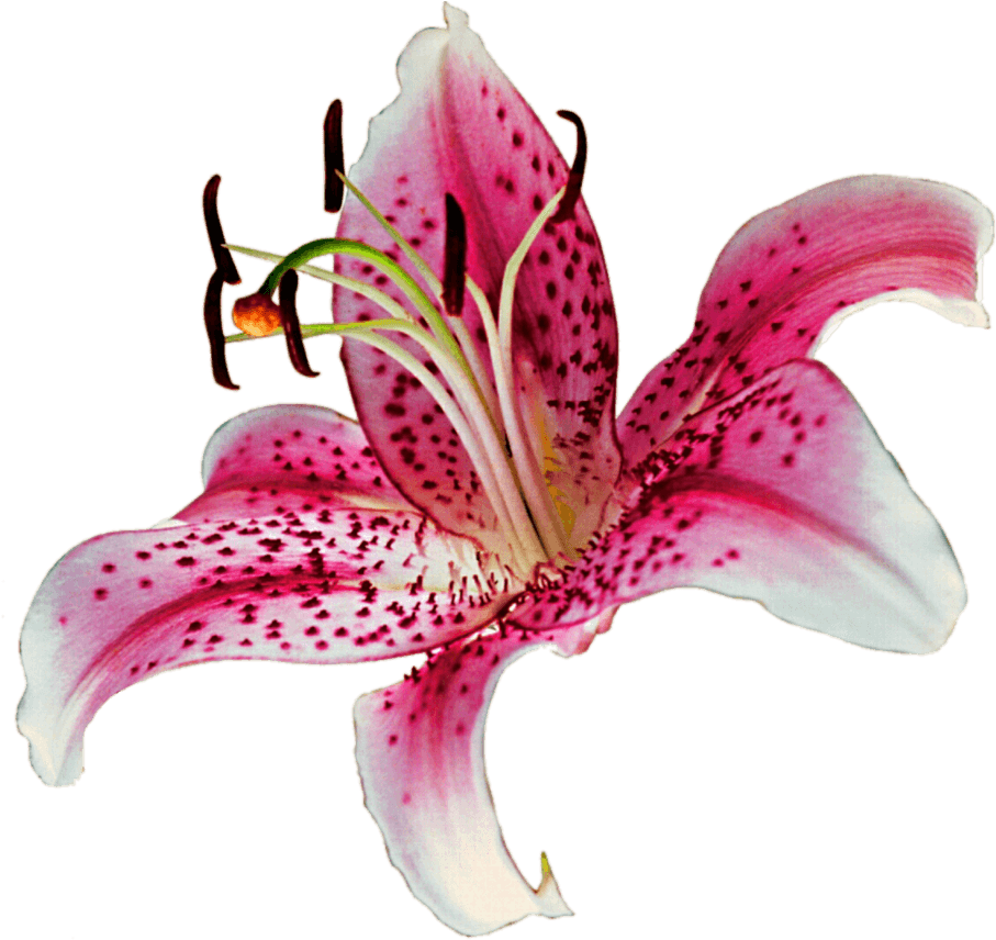 Pink Stargazer Lily Flower