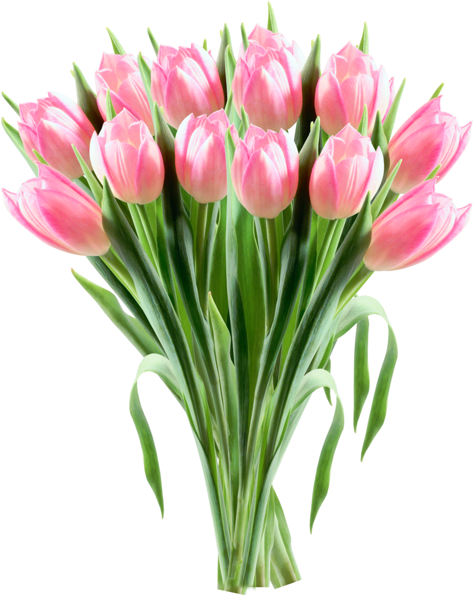 Pink Tulip Bouquet Transparent Background