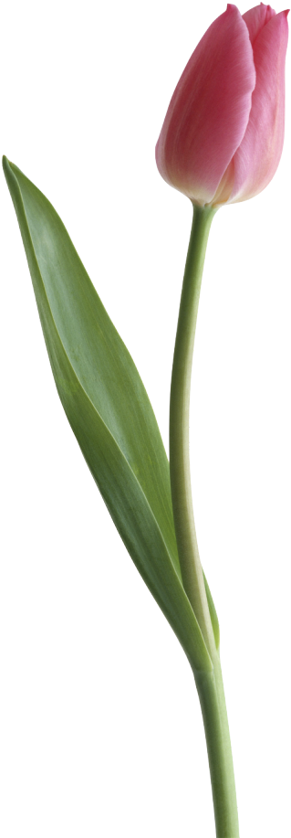 Image Result For Pinterest - Transparent Background Real Tulip Png, Png Download PNG with transparent background