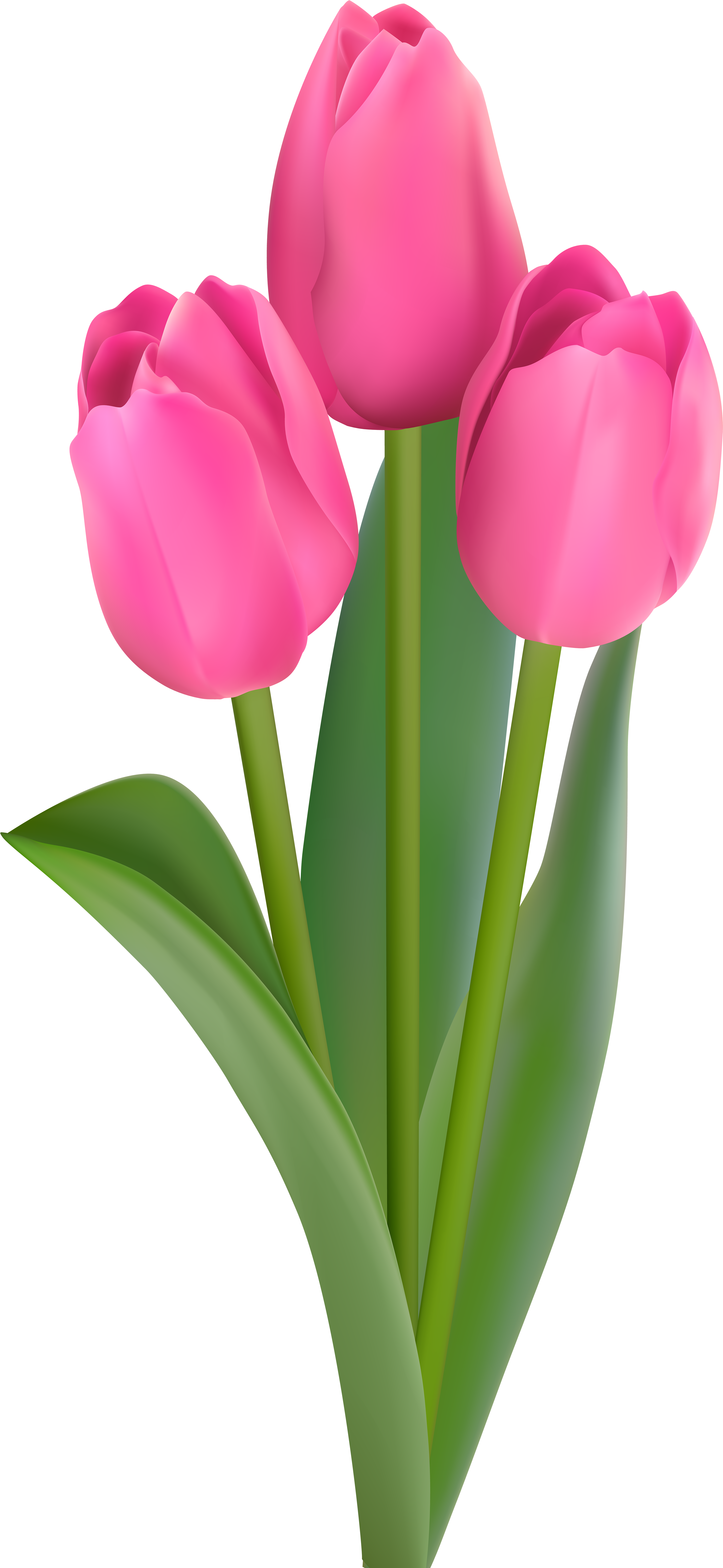 Transparent Tulips Png - Pink Tulips Flowers Clipart, Png Download PNG with transparent background