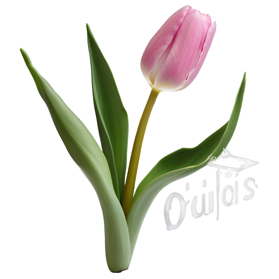 Pink Tulips Png Vgg