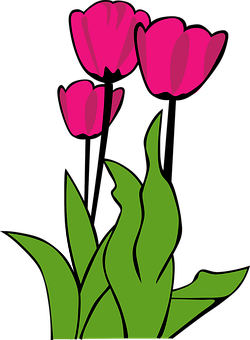 Pink Tulips Vector Art PNG with transparent background