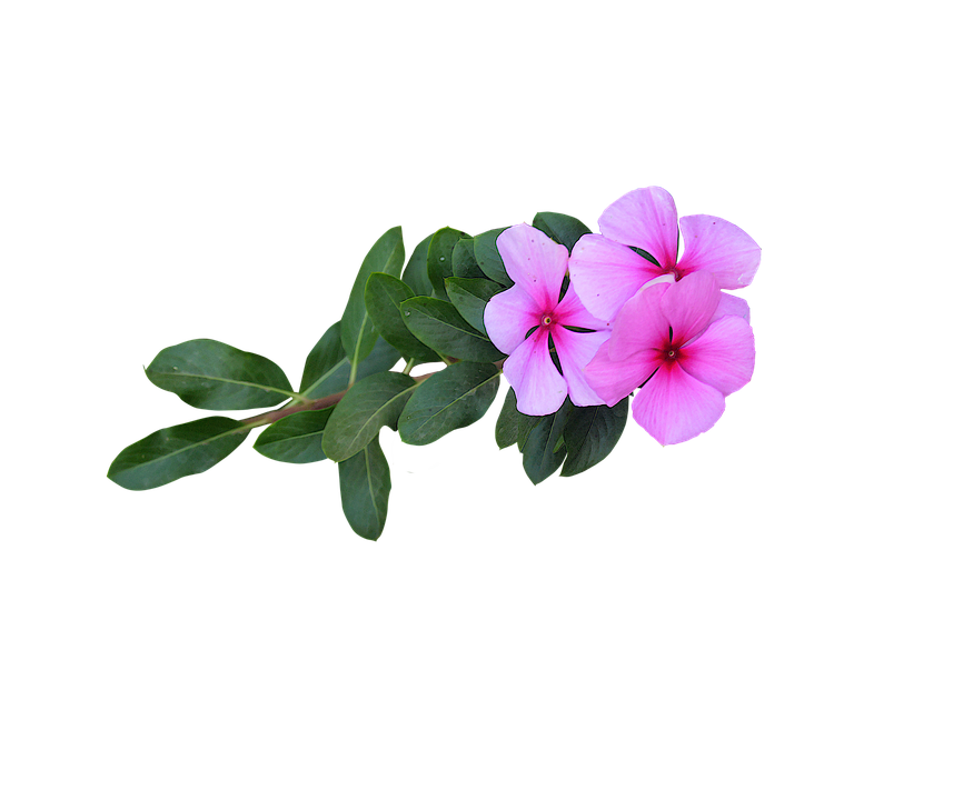 Pink Vinca Flowers Transparent Background PNG with transparent background