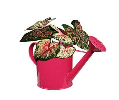 Pink Watering Canwith Variegated Plant PNG with transparent background