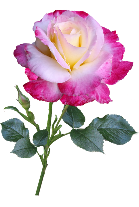 Pink White Gradient Rose.png