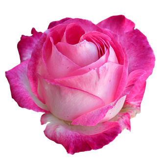 Pink White Rose Black Background PNG with transparent background