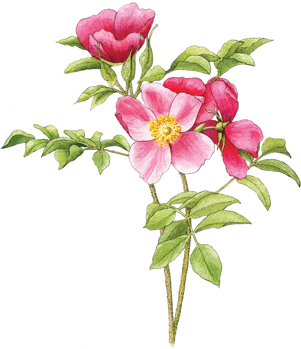 Pink Wild Rose Illustration