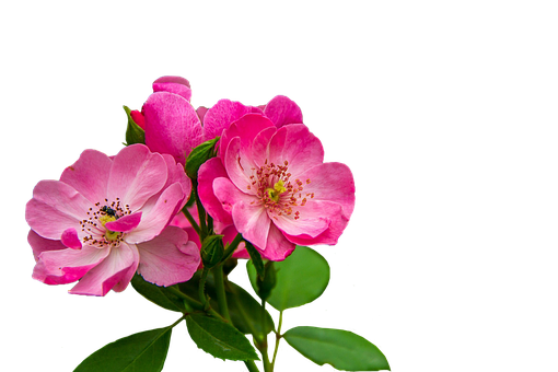 Pink Wild Roses Black Background PNG with transparent background