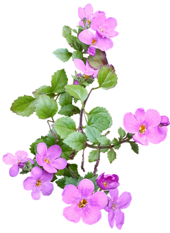 Pink Wildflowerson Black Background PNG with transparent background
