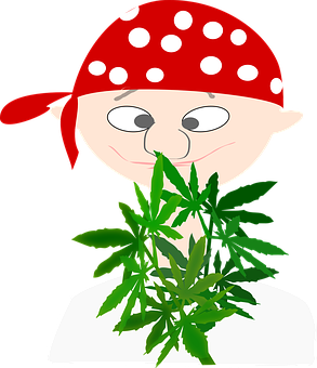 Pirate Cartoonwith Cannabis Leaf PNG with transparent background