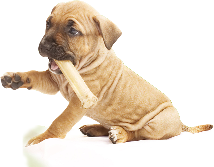 Pit Bull Puppy Png , Png Download - Pit Bull Puppy Png, Transparent Png PNG with transparent background