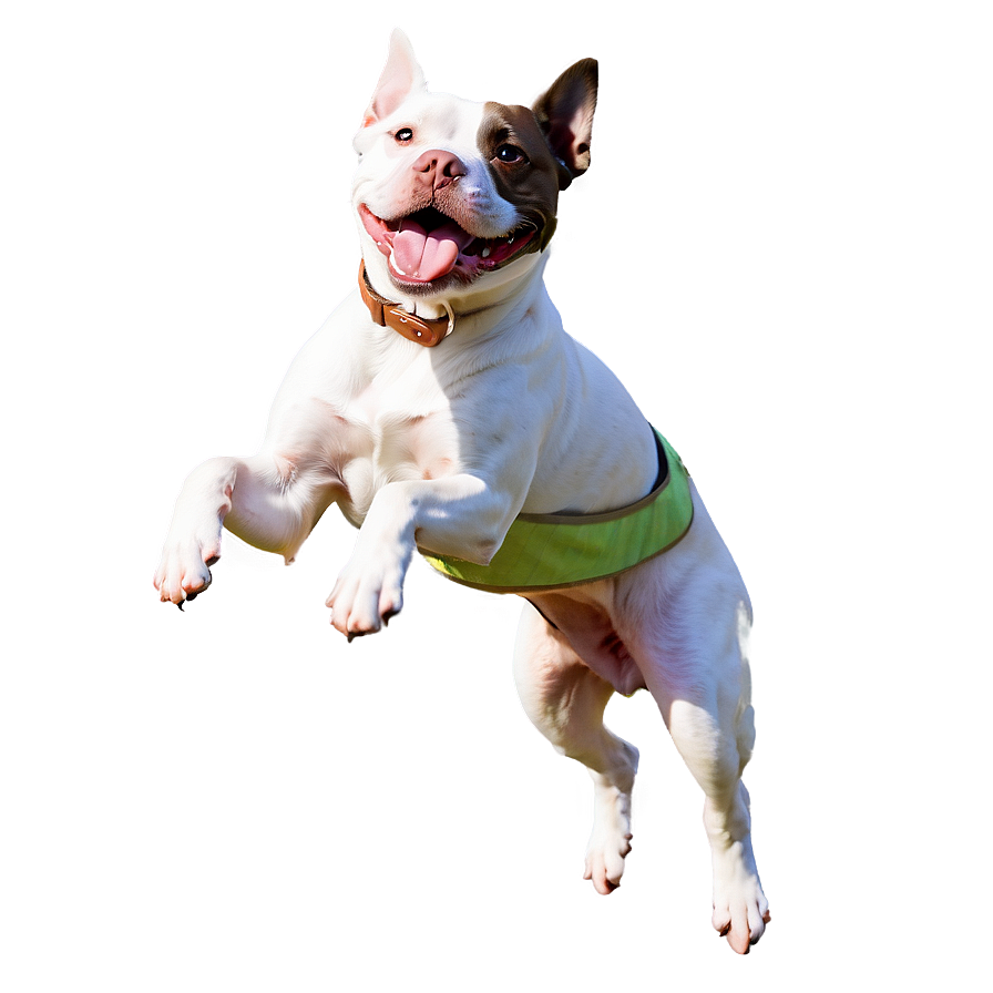 Pitbull Jumping Png Tic3