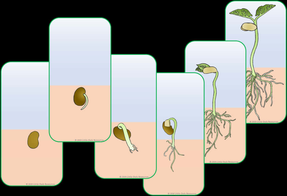 Plant Germination Stages Illustration