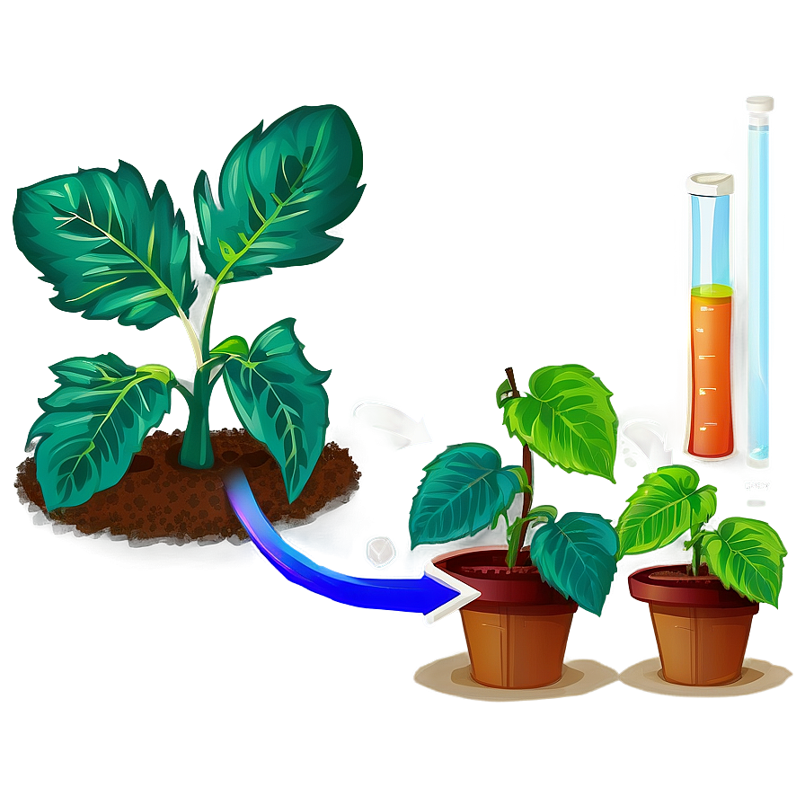 Plant Photosynthesis Process PNG 42 PNG with transparent background