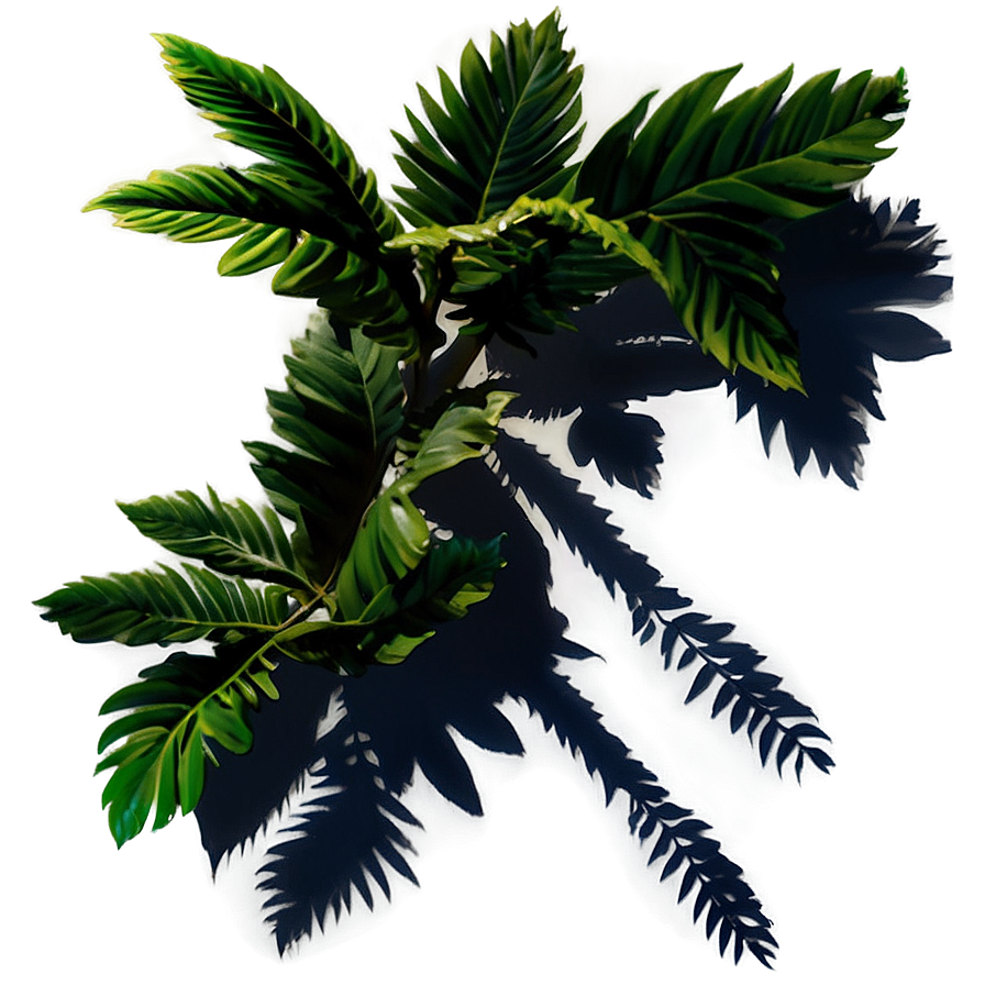 Plant Shadow Silhouette Png Lqx50