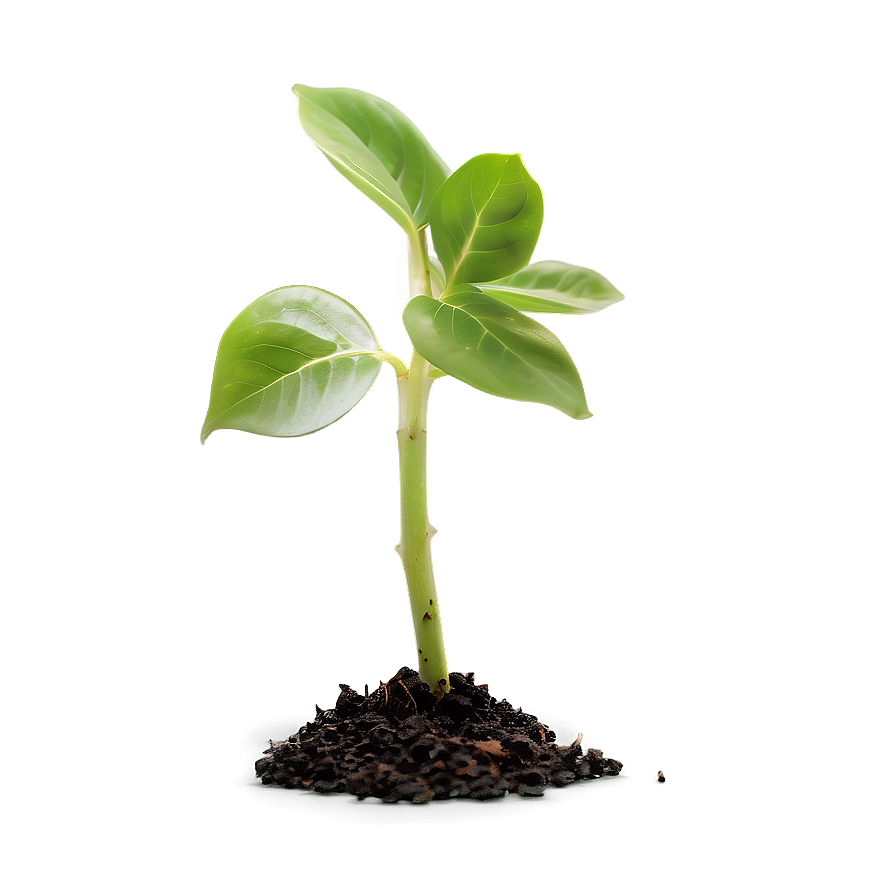 Plant Sprout Png 26