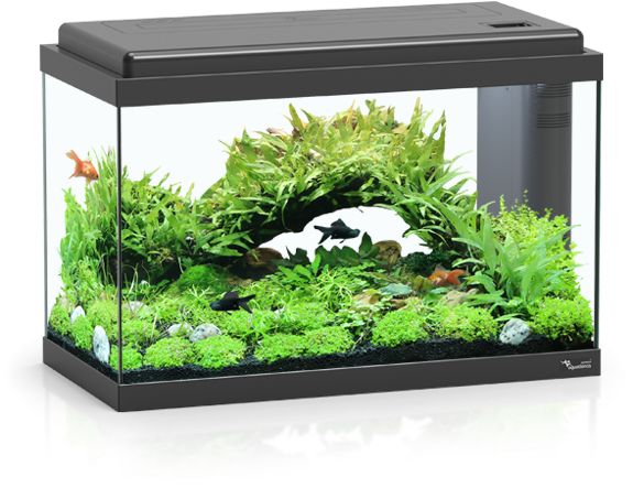 Aquarium 50 Led Bio - Aquatlantis Aquarium, HD Png Download PNG with transparent background