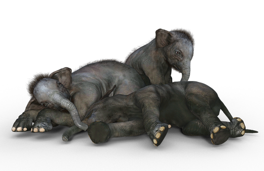 Playful Baby Elephants Resting PNG with transparent background
