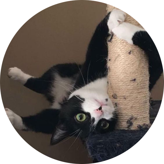 Playful Blackand White Cat Upside Down