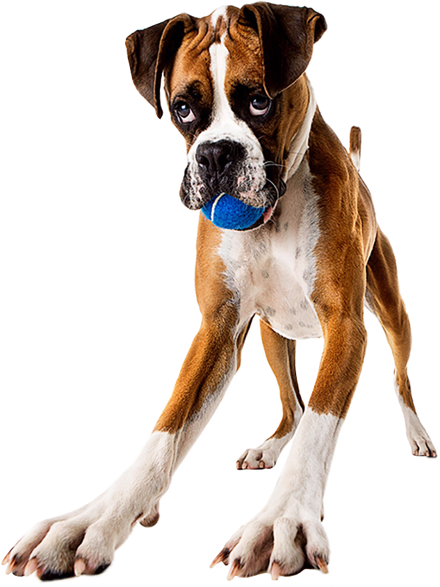 Playful Boxer Dog With Ball