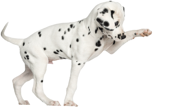 Playful Dalmatian Dog Pose