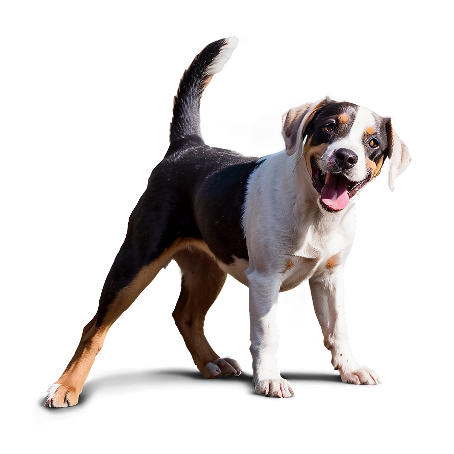 Playful Dogs PNG 87 PNG with transparent background