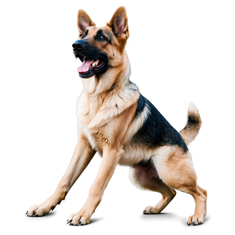 Playful German Shepherd PNG 06112024 PNG with transparent background