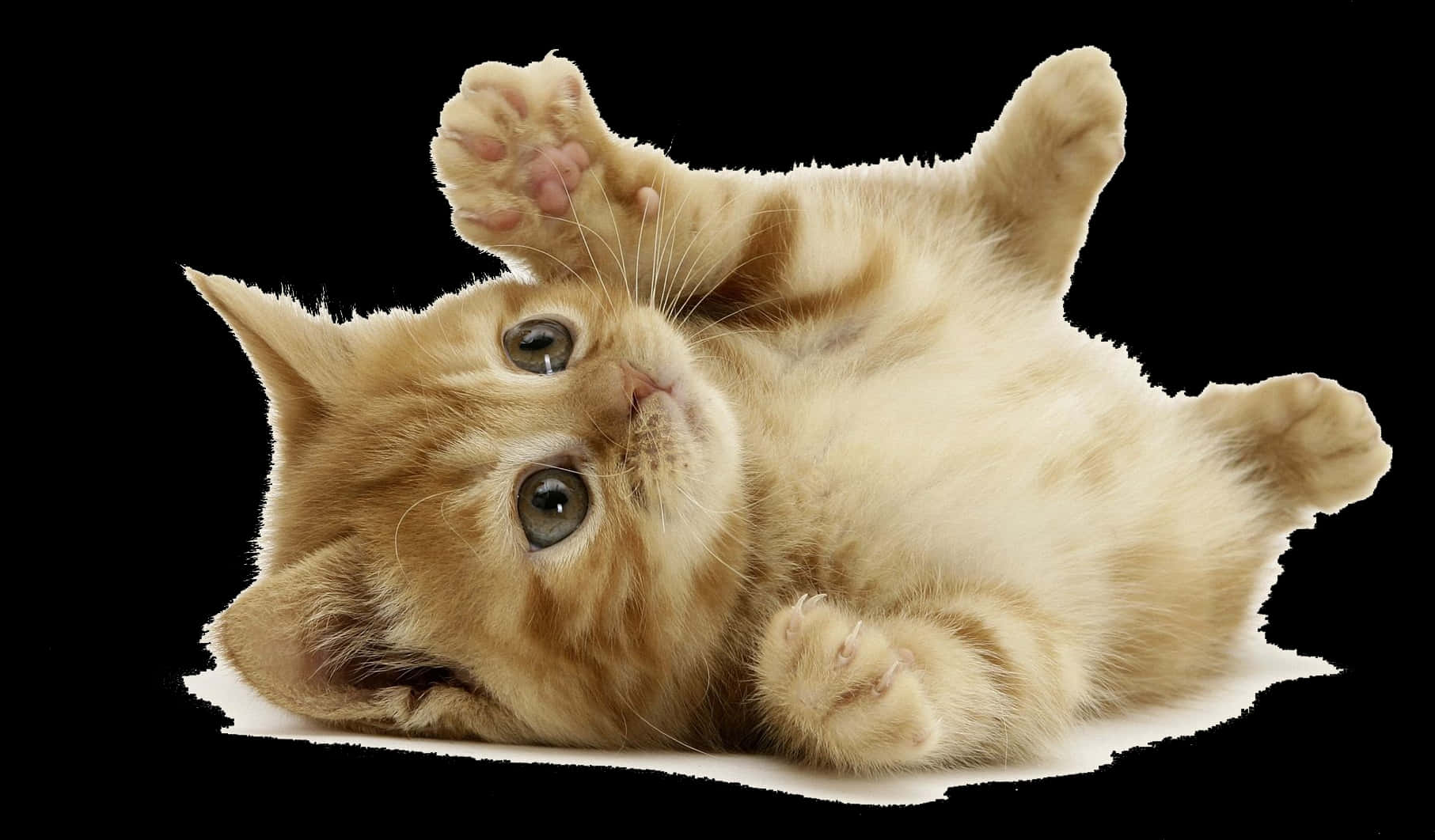 Playful Kitten Black Background.jpg