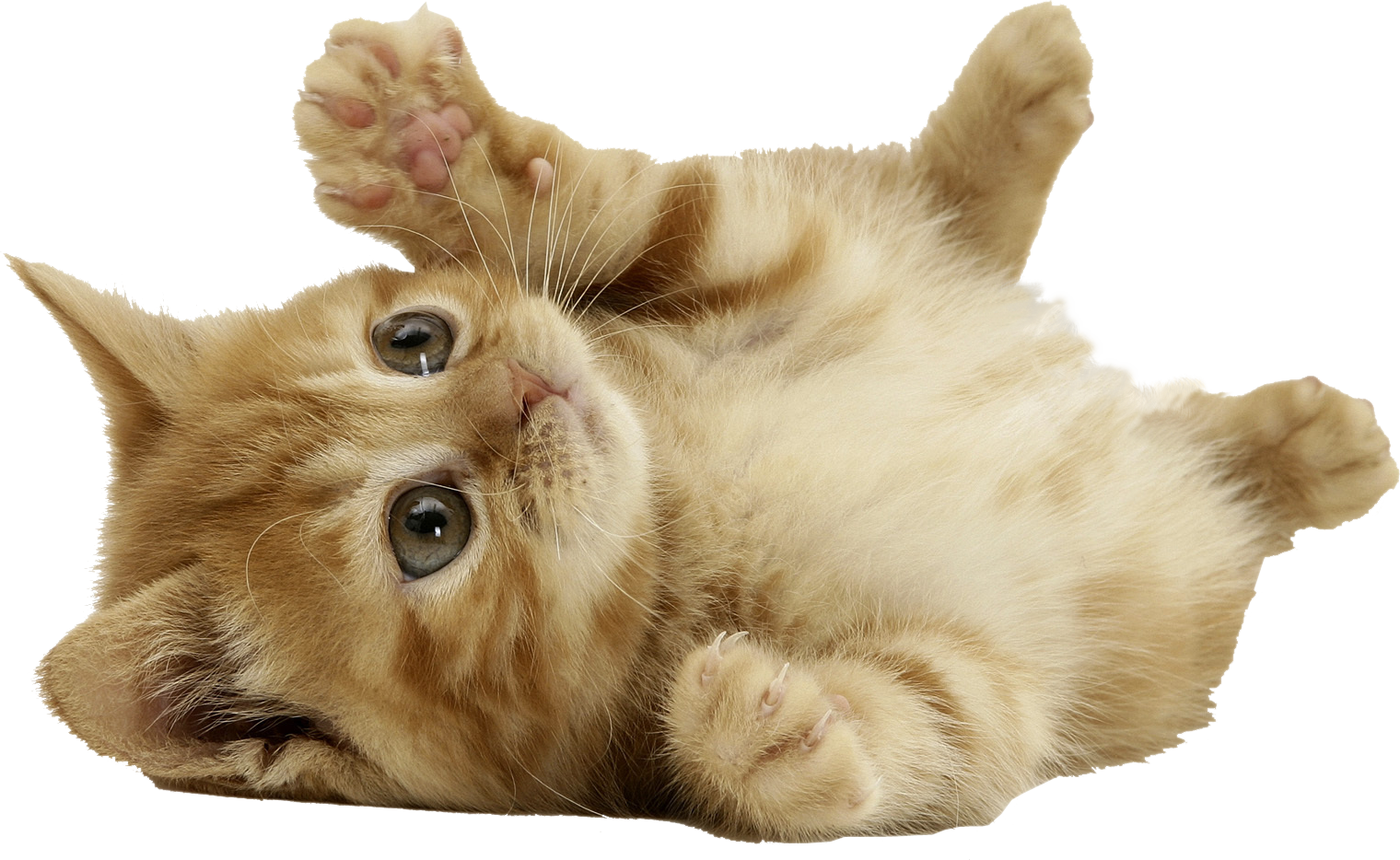 Download Cat Png - Cute Cat Transparent Background, Png Download PNG with transparent background