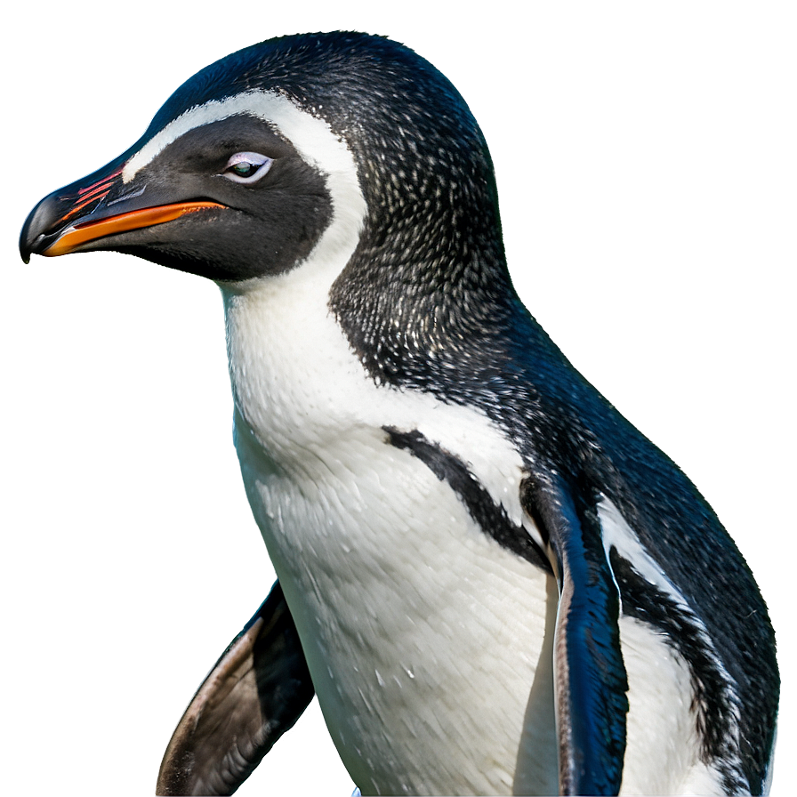 Playful Penguin Png 05062024