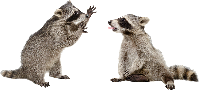 Raccoons Png - Raccoon No Background, Transparent Png PNG with transparent background