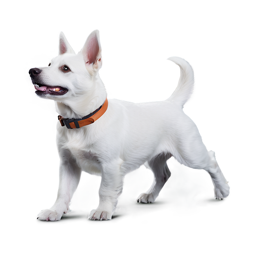 Playful White Dog Png 06262024