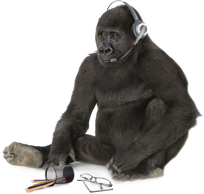 Please Fill In The Following Form And We'll Be In Touch - Mountain Gorilla, HD Png Download PNG with transparent background