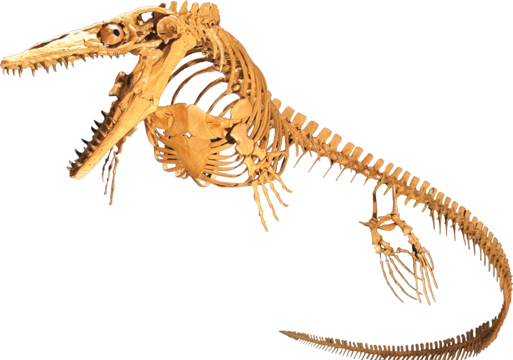 Plesiosaur Skeleton Fossil