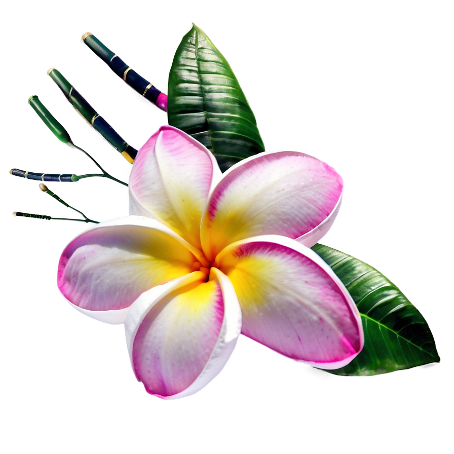 Plumeria Beauty Png 27