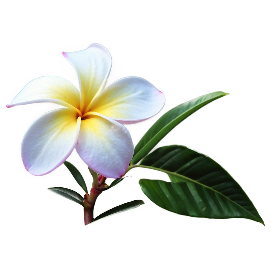 Plumeria Clipart Png 20