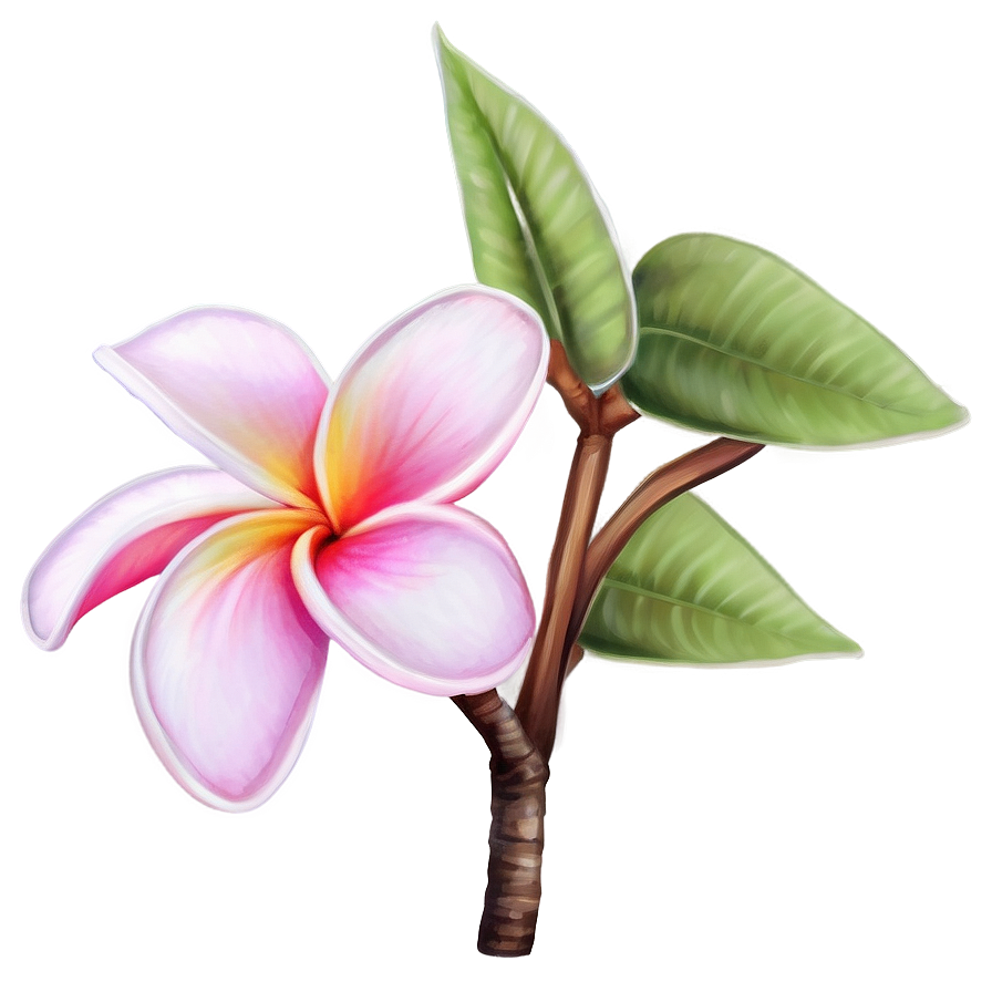 Plumeria Drawing Png Oyr