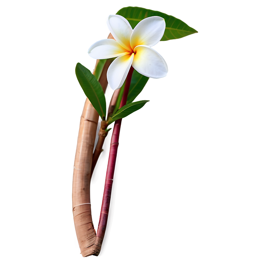 Plumeria Frangipani Png Fsp