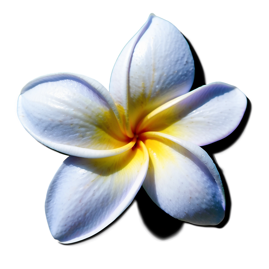 Plumeria Icon Png Qfk