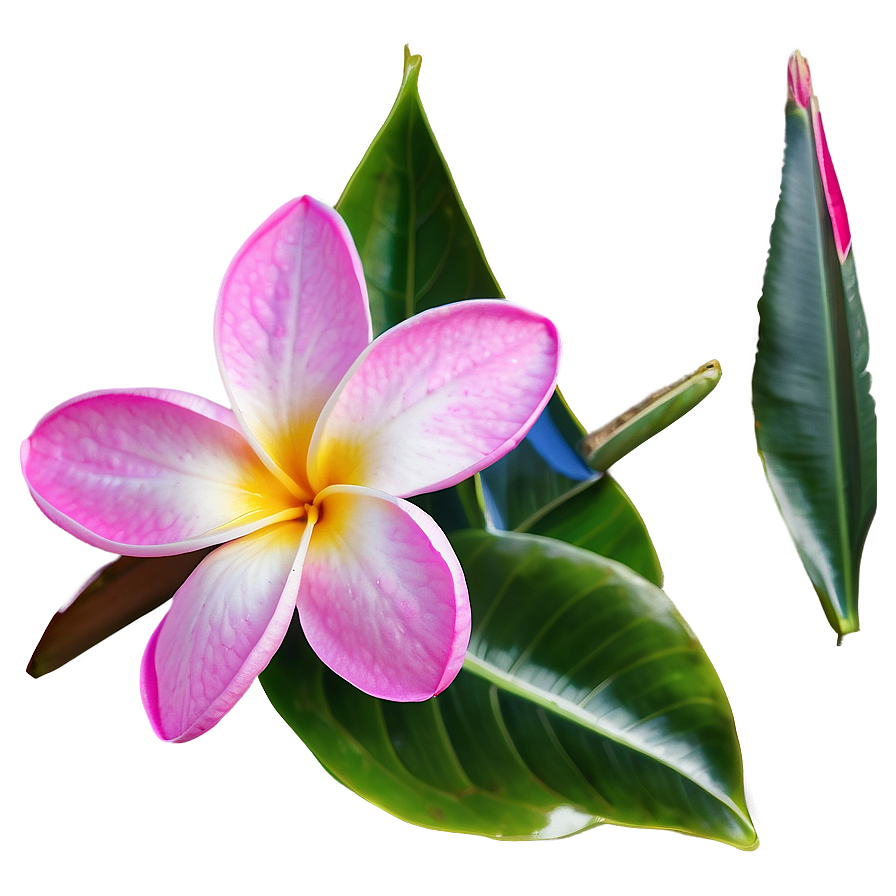 Plumeria Outline Png 61