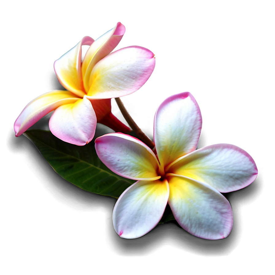 Plumeria Sunset Png Lav