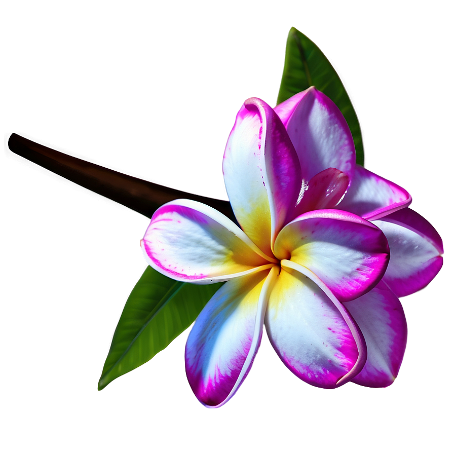 Plumeria Vector Png Xxi