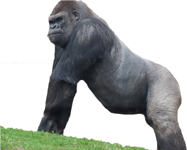 Png Gorilla, Transparent Png PNG with transparent background