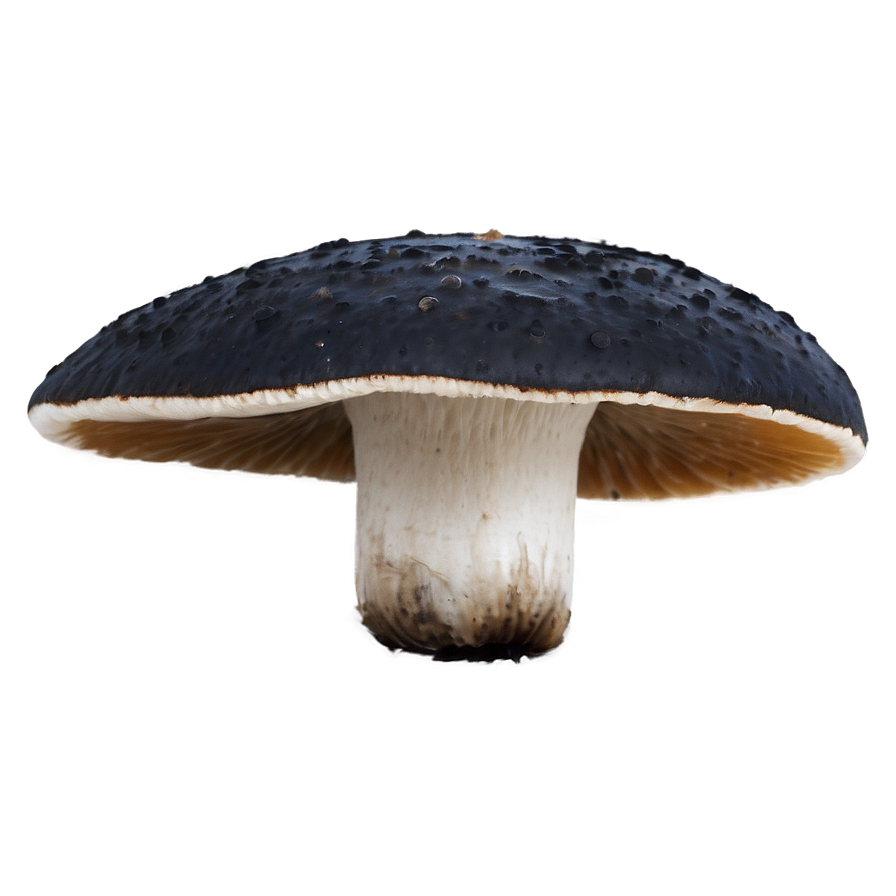 Poisonous Fungi PNG 98 PNG image with a transparent background, free high-resolution download
