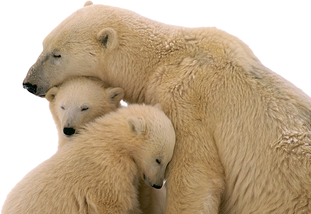 Polar Bear Family Embrace