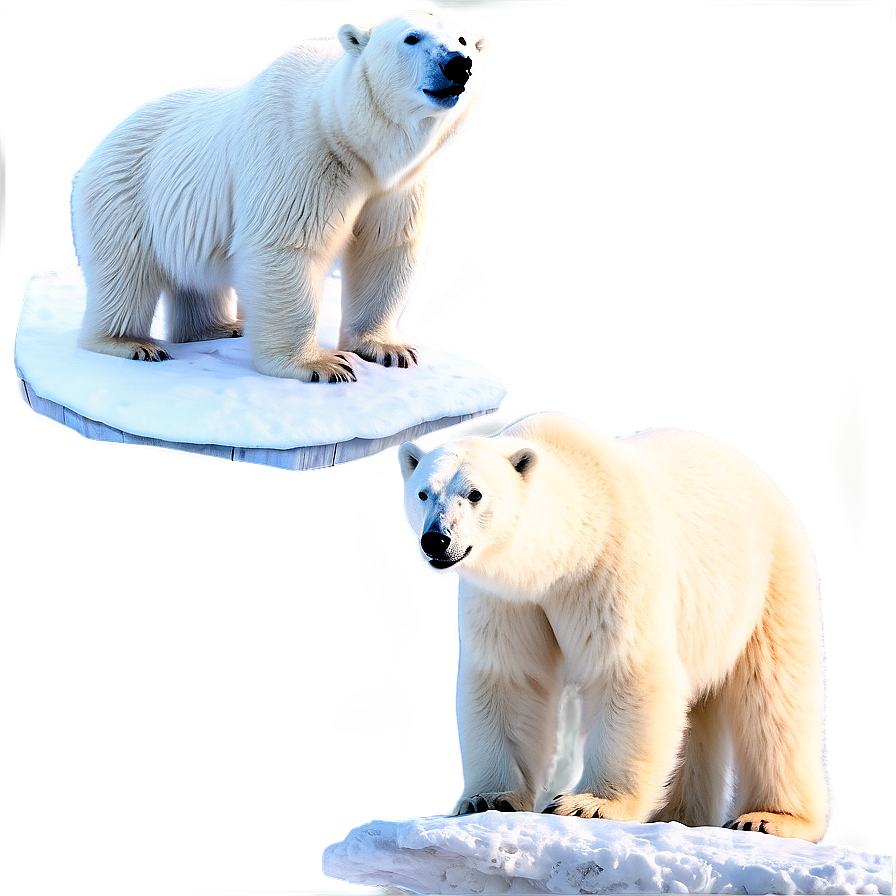 Polar Bear Habitat Scene PNG 05062024 PNG with transparent background