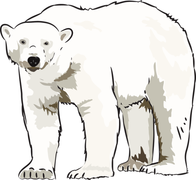 Transparent Polar Bear Clip Art - Polar Bear Art Clip, HD Png Download PNG with transparent background